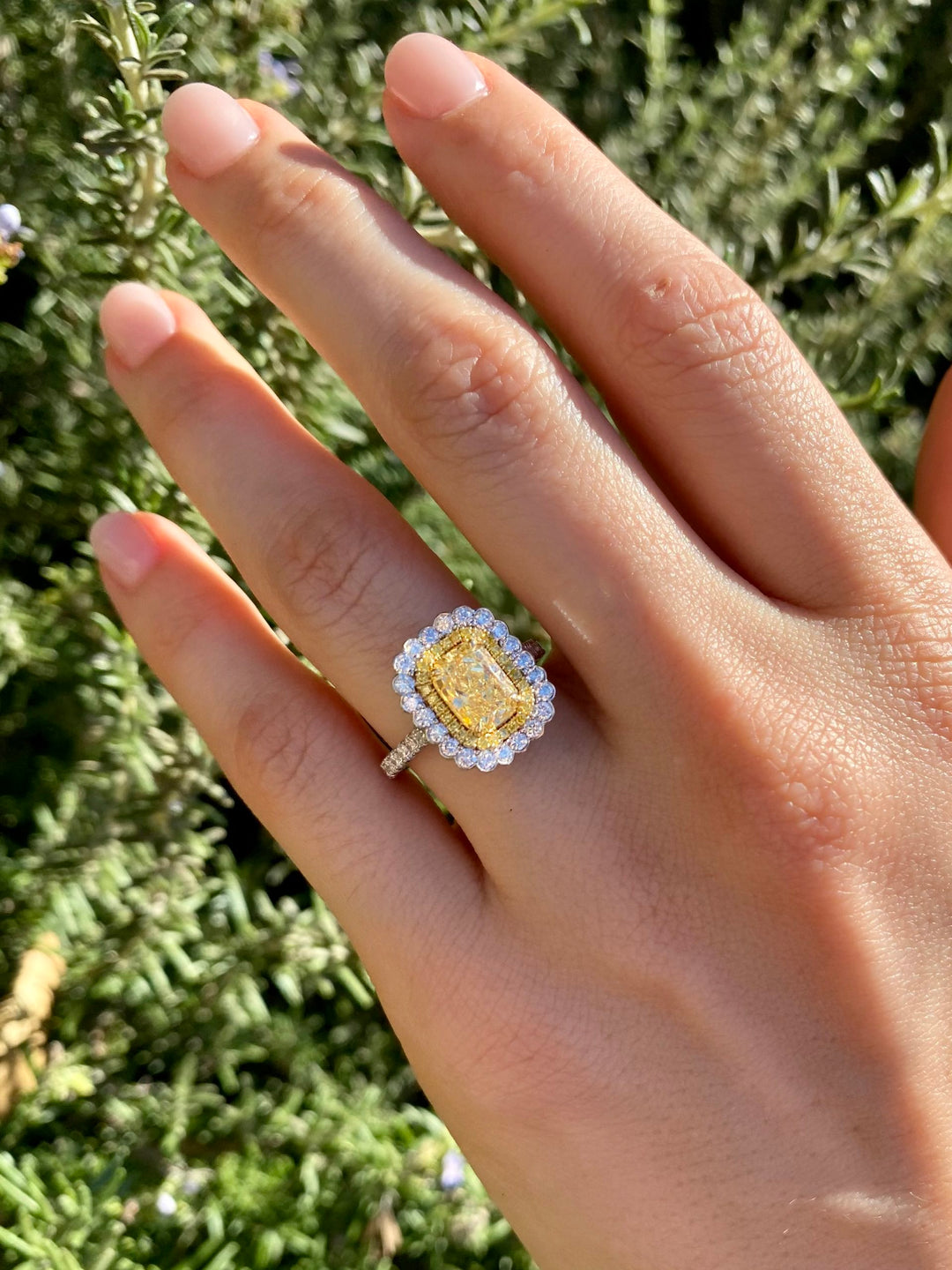 Radiant Cut Natural Fancy Yellow Diamond Scalloped Halo Ring